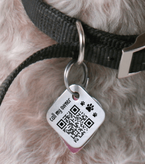 Kleiner weißer Hund mit einer Erkennungsmarke mit einem QR Code mit einem personalisierten Frame